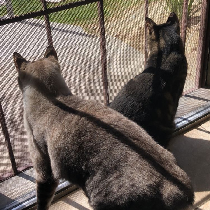 Caring Reliable Cat Sitter