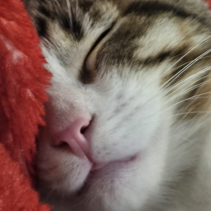 Caring Reliable Cat Sitter