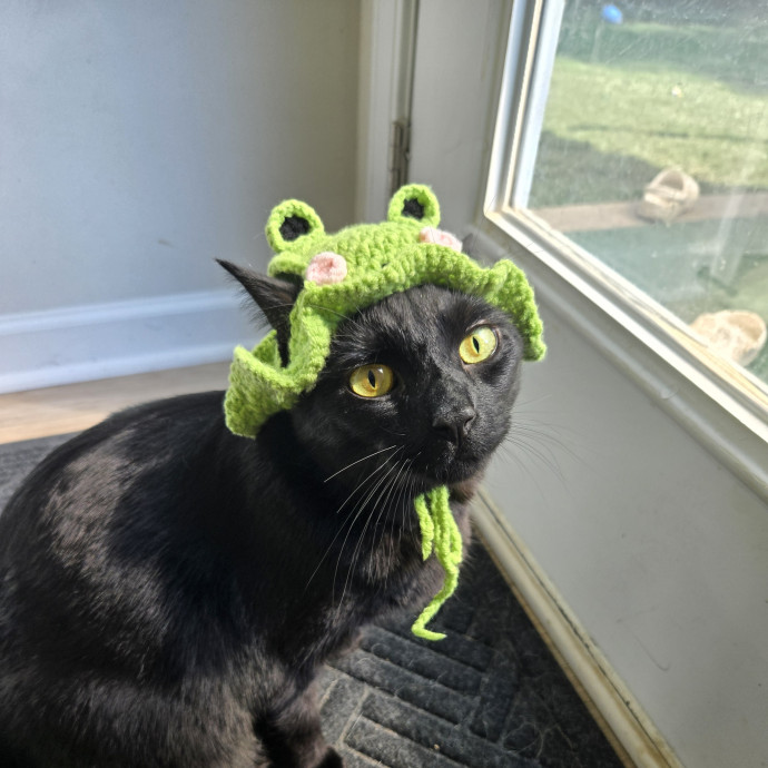 Caring Reliable Cat Sitter