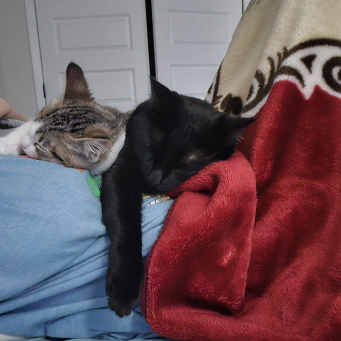 Caring Reliable Cat Sitter photo 3