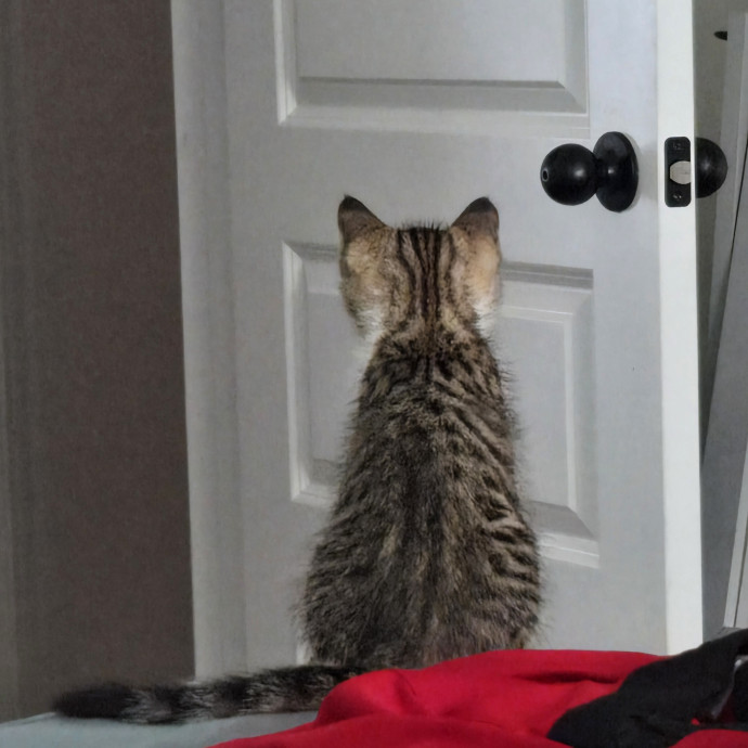 Caring Reliable Cat Sitter photo 2