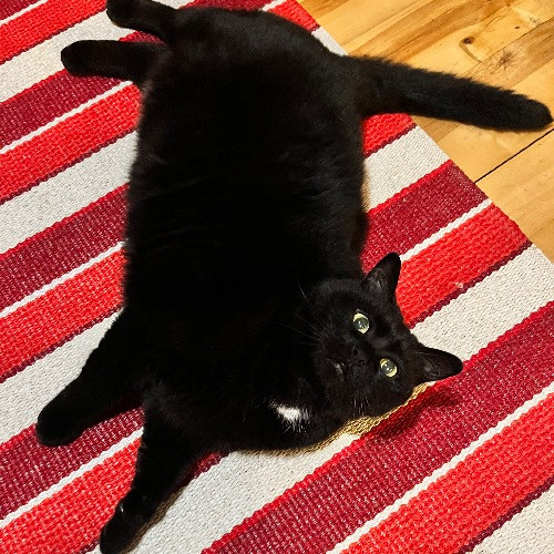 Kristen's Purrfect Cat-Sitting