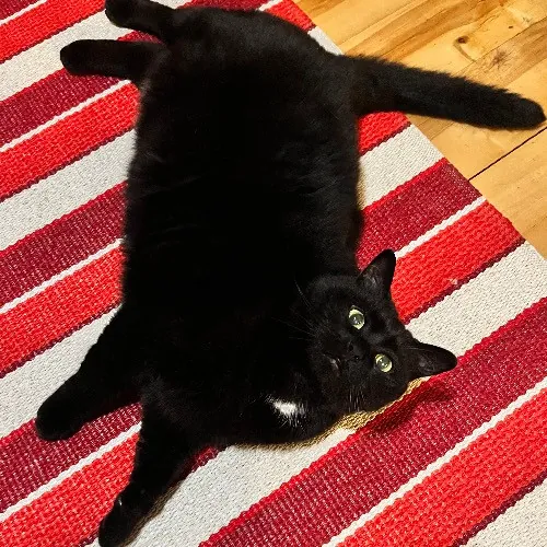 Kristen's Purrfect Cat-Sitting