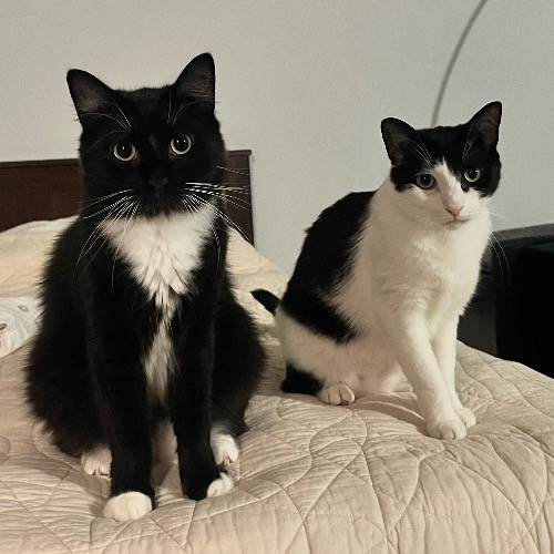 Kristen's Purrfect Cat-Sitting