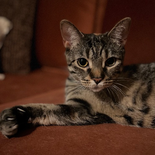 Kristen's Purrfect Cat-Sitting