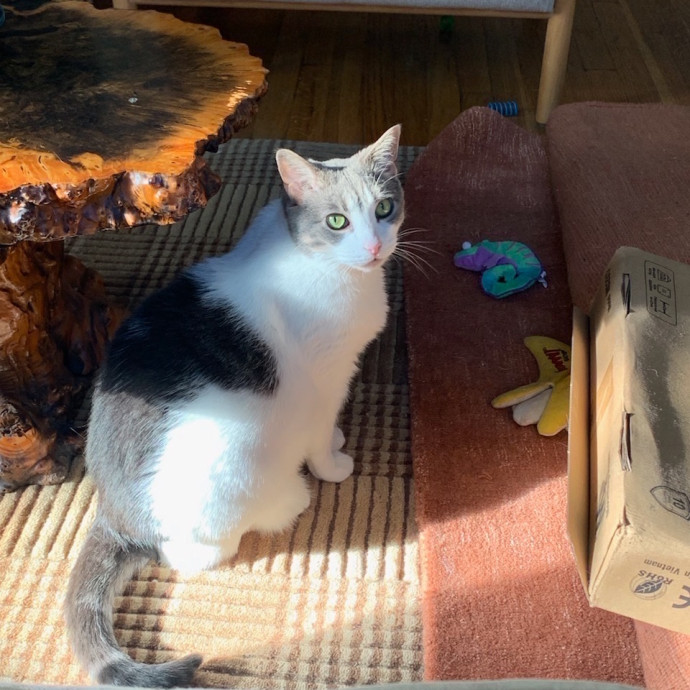 Kristen's Purrfect Cat-Sitting photo 3