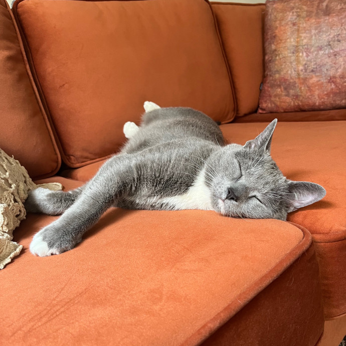 Kristen's Purrfect Cat-Sitting photo 2