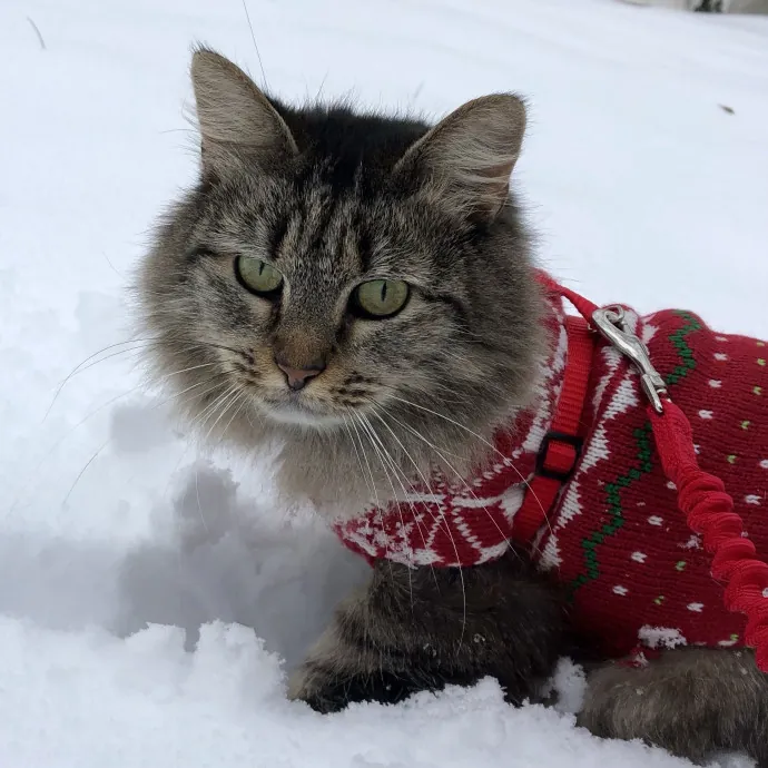 Happy Tails Cat Care By Petra photo 3
