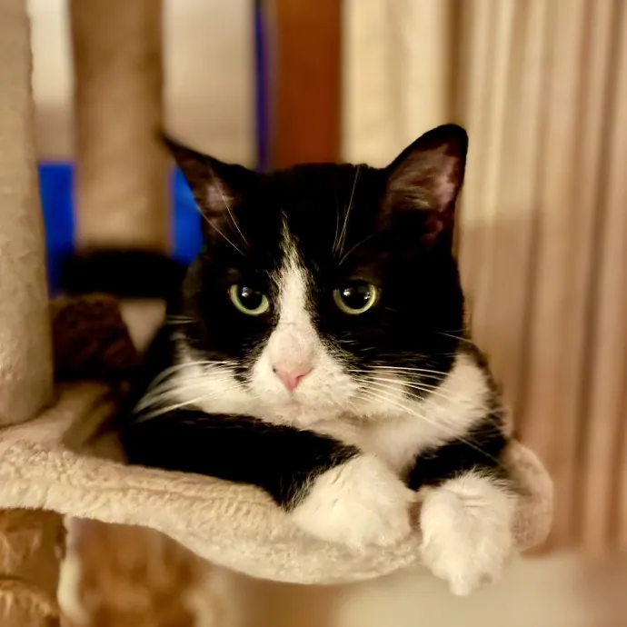 Happy Tails Cat Care By Petra photo 2