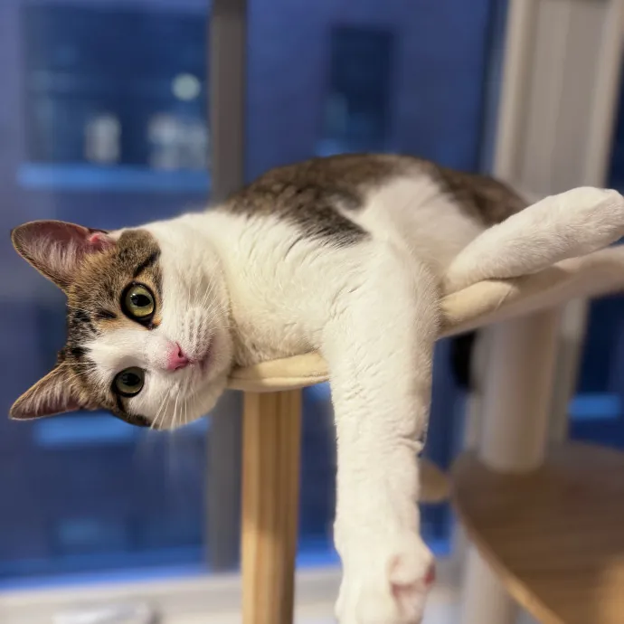 Nichelle's Purrfect Kitty Care