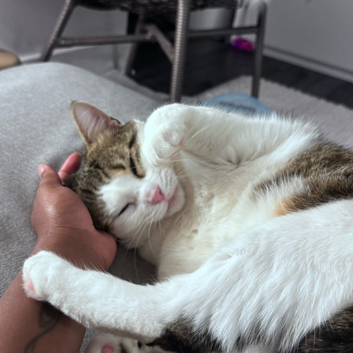 Nichelle's Purrfect Kitty Care