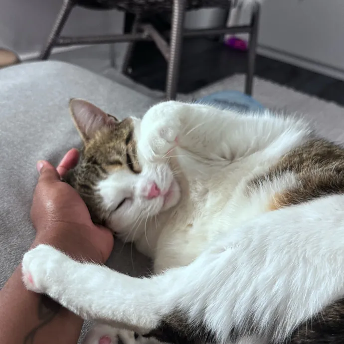 Nichelle's Purrfect Kitty Care