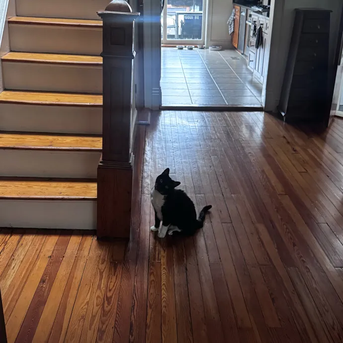 Nichelle's Purrfect Kitty Care