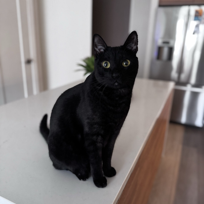 Nichelle's Purrfect Kitty Care