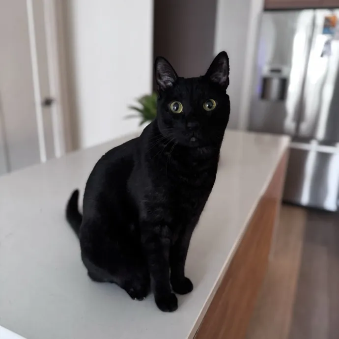 Nichelle's Purrfect Kitty Care