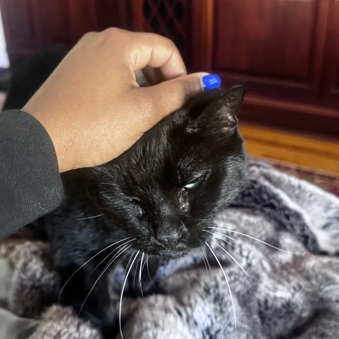 Nichelle's Purrfect Kitty Care