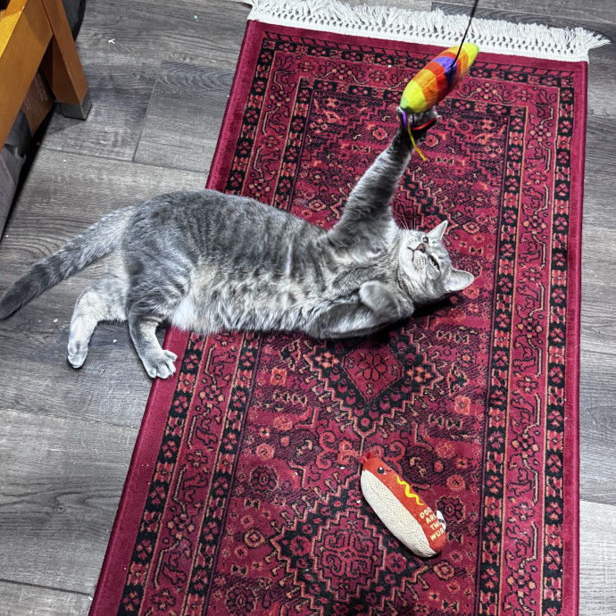 Nichelle's Purrfect Kitty Care
