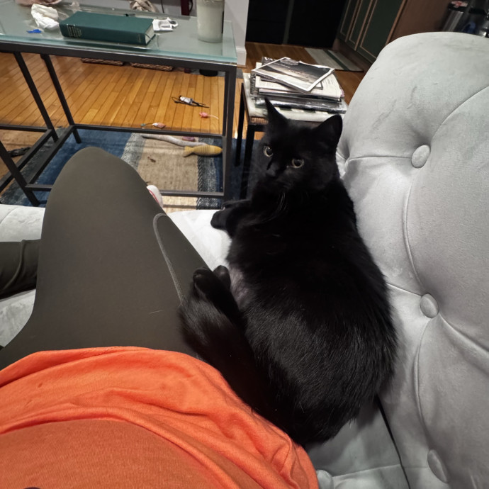 Nichelle's Purrfect Kitty Care