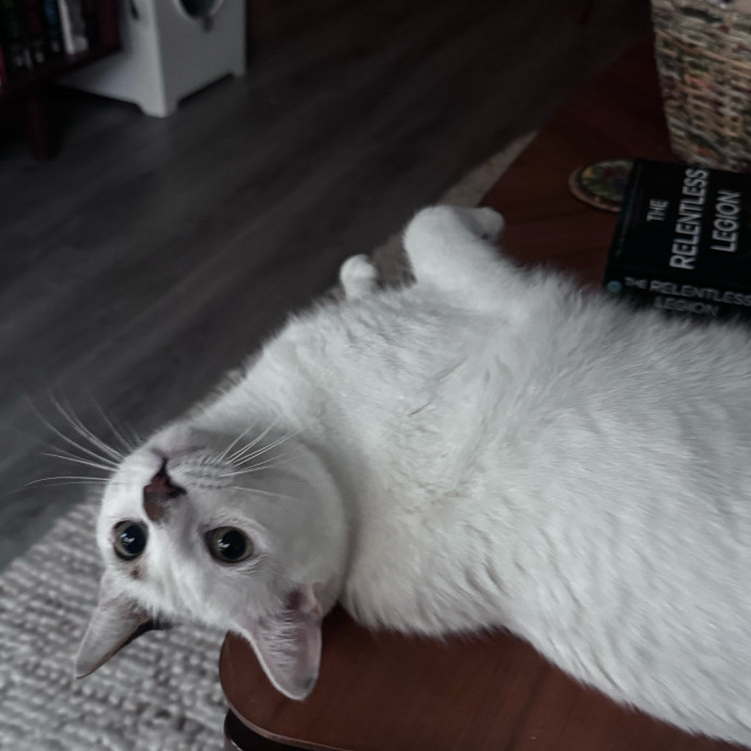 Nichelle's Purrfect Kitty Care