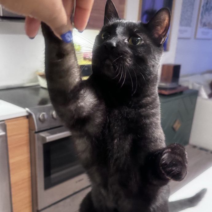 Nichelle's Purrfect Kitty Care