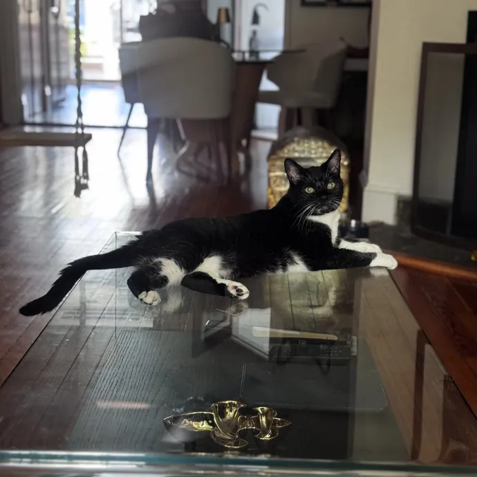 Nichelle's Purrfect Kitty Care