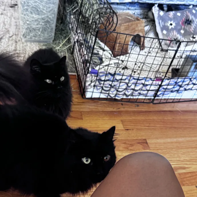 Nichelle's Purrfect Kitty Care
