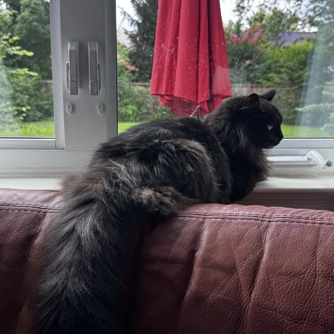 Nichelle's Purrfect Kitty Care