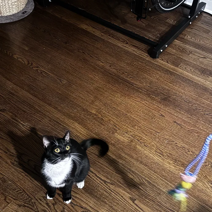 Nichelle's Purrfect Kitty Care