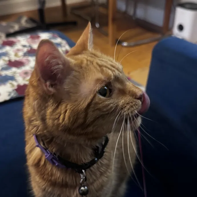 Nichelle's Purrfect Kitty Care