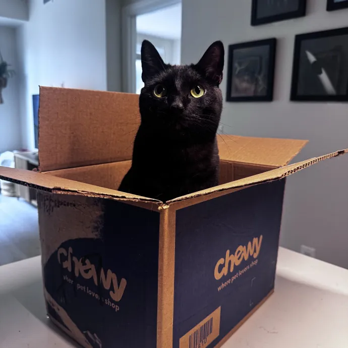 Nichelle's Purrfect Kitty Care