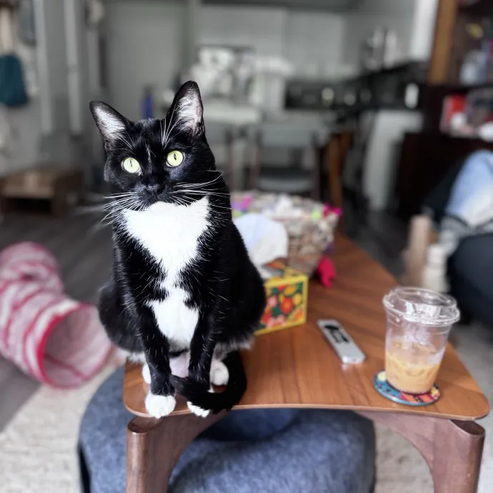 Nichelle's Purrfect Kitty Care