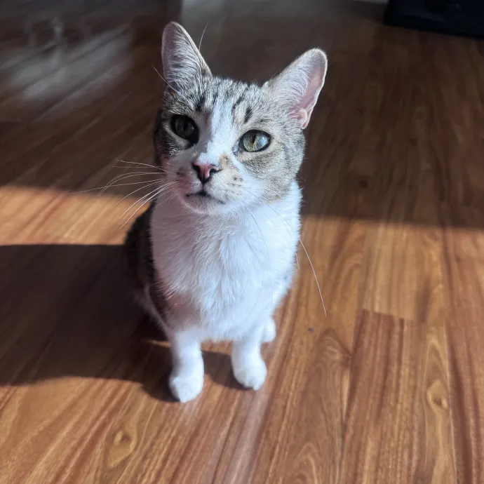 Nichelle's Purrfect Kitty Care