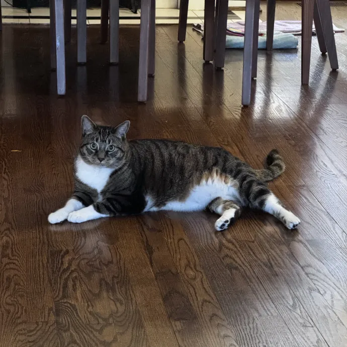 Nichelle's Purrfect Kitty Care