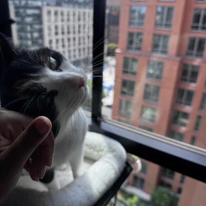 Nichelle's Purrfect Kitty Care