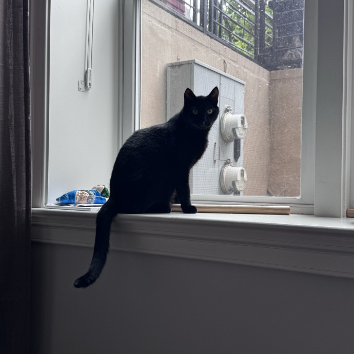 Nichelle's Purrfect Kitty Care