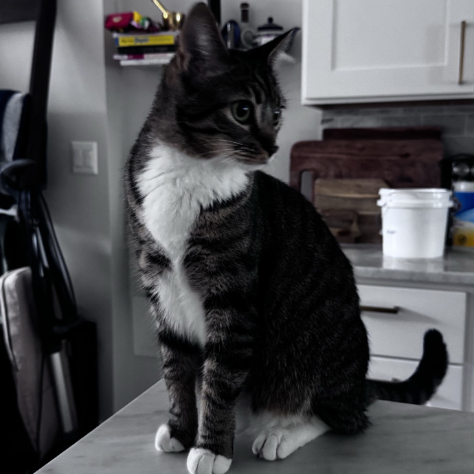 Nichelle's Purrfect Kitty Care