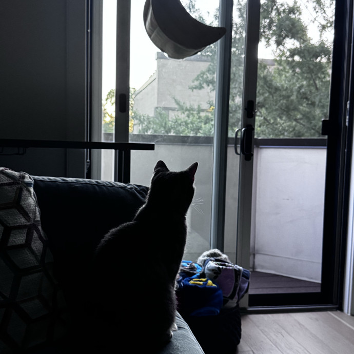 Nichelle's Purrfect Kitty Care