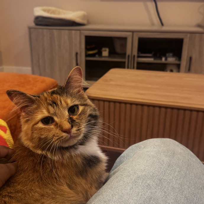 Nichelle's Purrfect Kitty Care