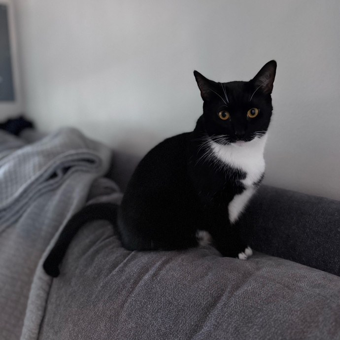 Nichelle's Purrfect Kitty Care