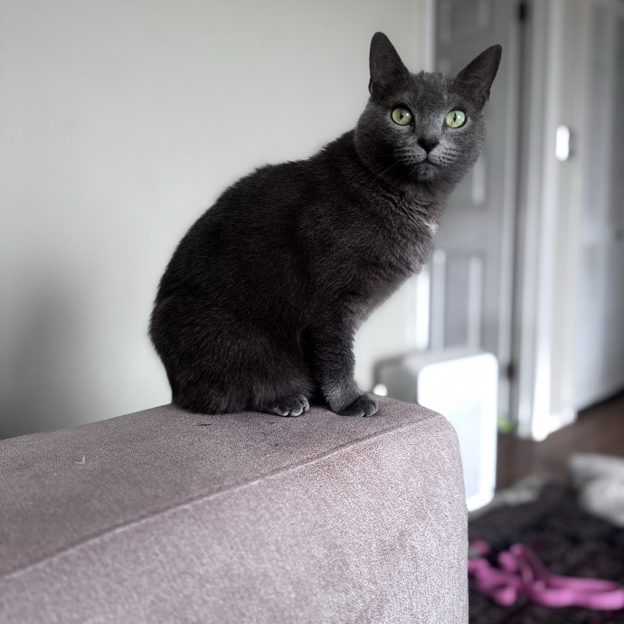 Nichelle's Purrfect Kitty Care