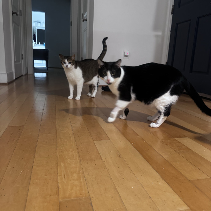 Nichelle's Purrfect Kitty Care photo 3