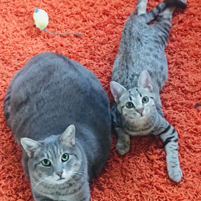 Surrogate Aunt For Your Fur Babies