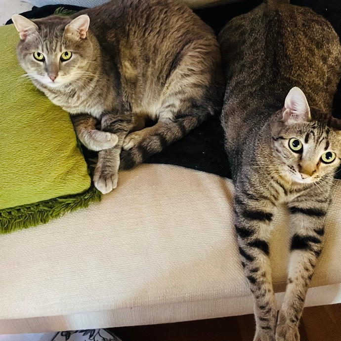 Surrogate Aunt For Your Fur Babies