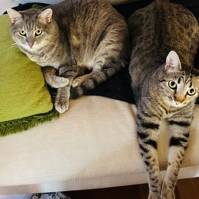 Surrogate Aunt For Your Fur Babies