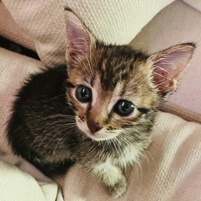 Surrogate Aunt For Your Fur Babies photo 3
