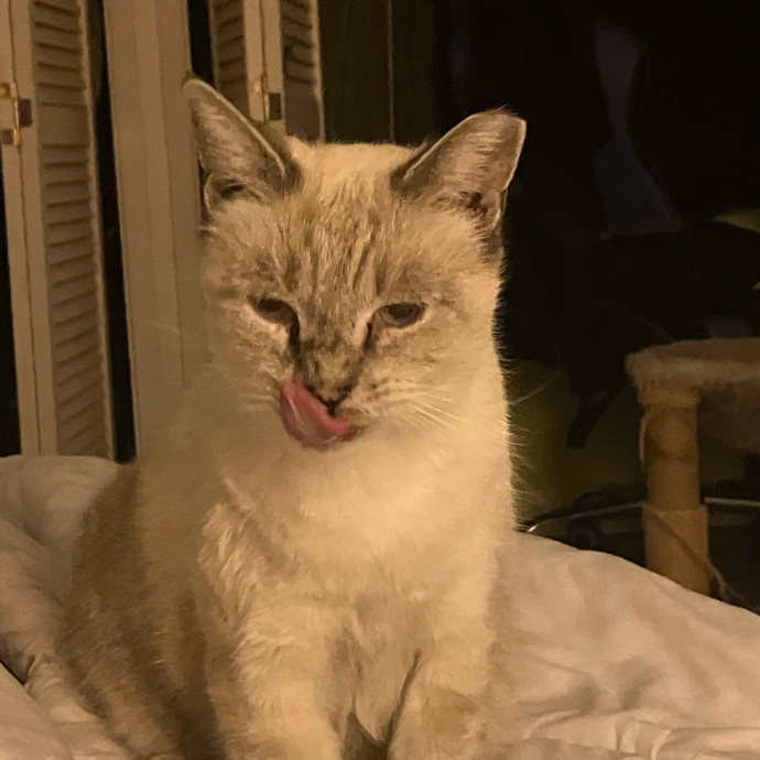 Surrogate Aunt For Your Fur Babies photo 2