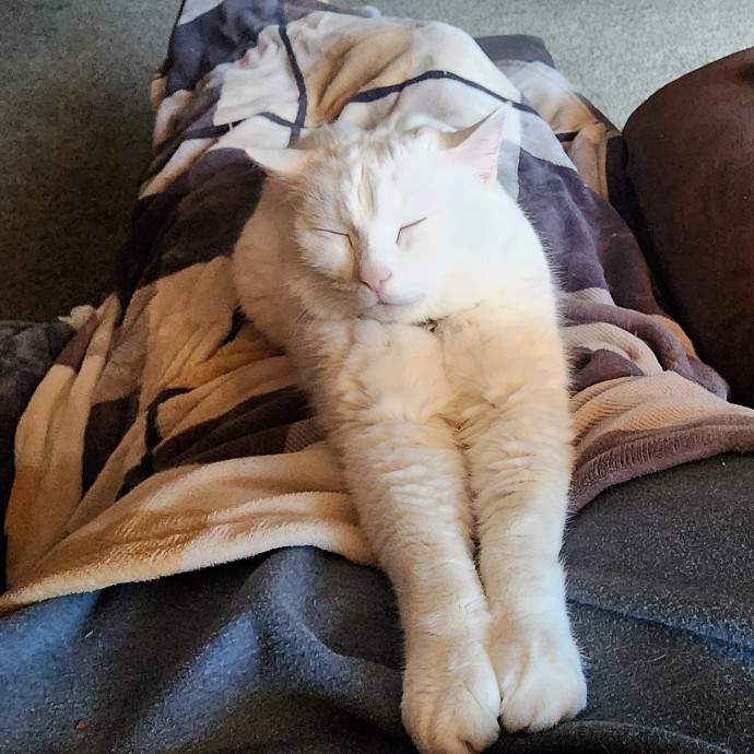 Don't Worry - Cat Happy