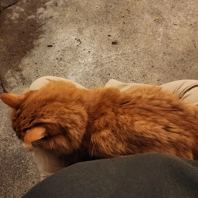 Don't Worry - Cat Happy photo 2