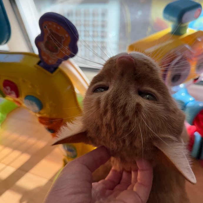 Cat Lover And Caretaker
