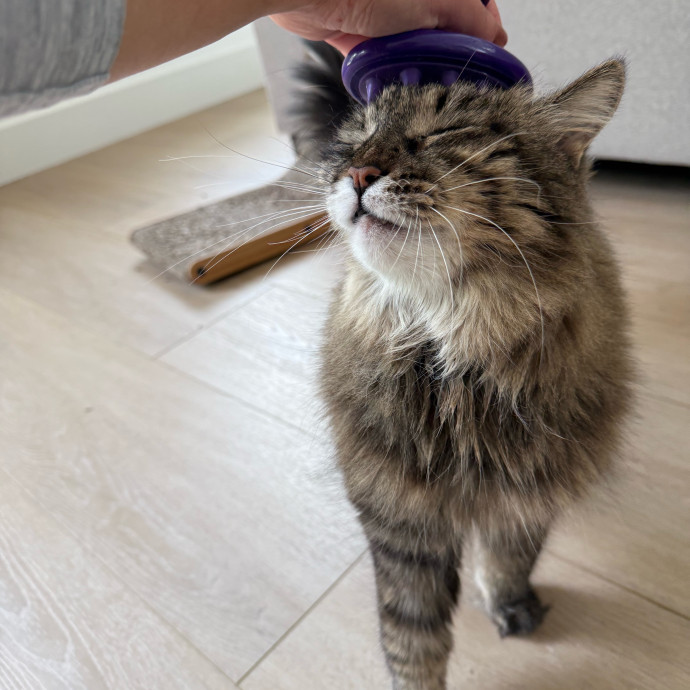 Cat Lover And Caretaker